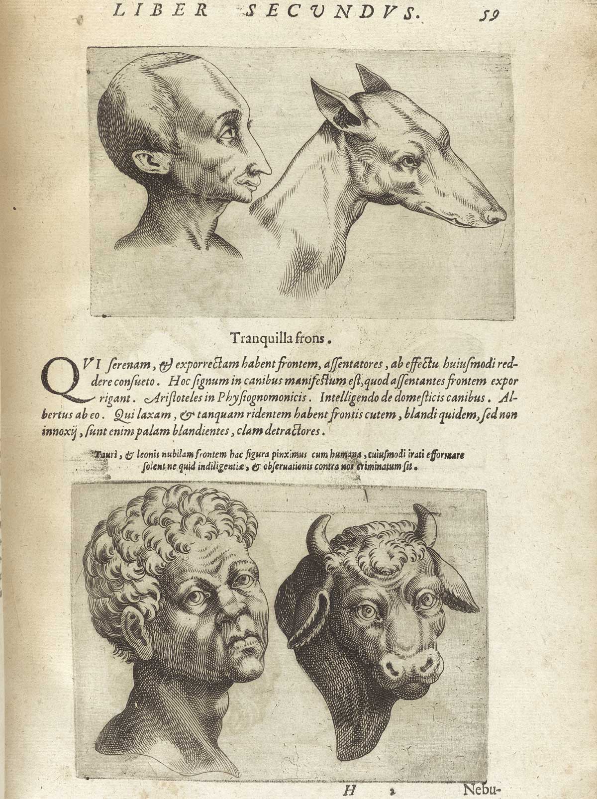 Page 59 of Giambattista della Porta's De humana physiognomonia libri IIII, featuring an upper and lower image. In the top image has the head and shoulders right side view of a man with a long nose and forehead and a dog. The bottom image has the head and shoulders front view of man on the left and a bull on the right.