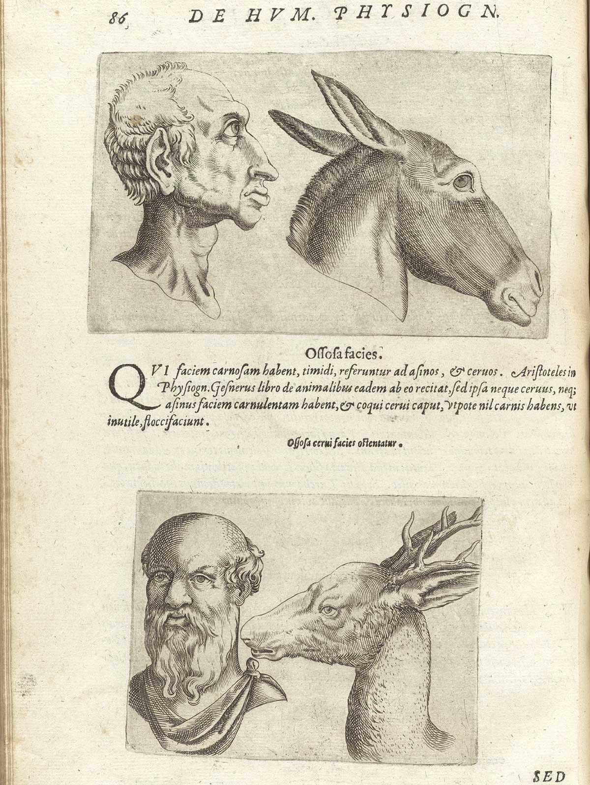 Page 86 of Giambattista della Porta's De humana physiognomonia libri IIII, featuring an upper and lower image. In the top image has the head and shoulders right side view of a man with a long jaw and ears and donkey. The bottom image has the head and shoulders front view of man with a beard on the left and a deer with antlers facing the man on the right.