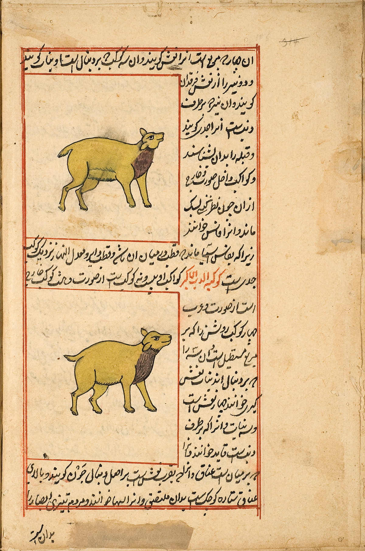 The constellations Ursa Major and Ursa Minor, or the Big Dipper and the Little Dipper, represented as two yellow bears on all fours, almost resembling deer, surrounded by Persian text and a red double ruled border.