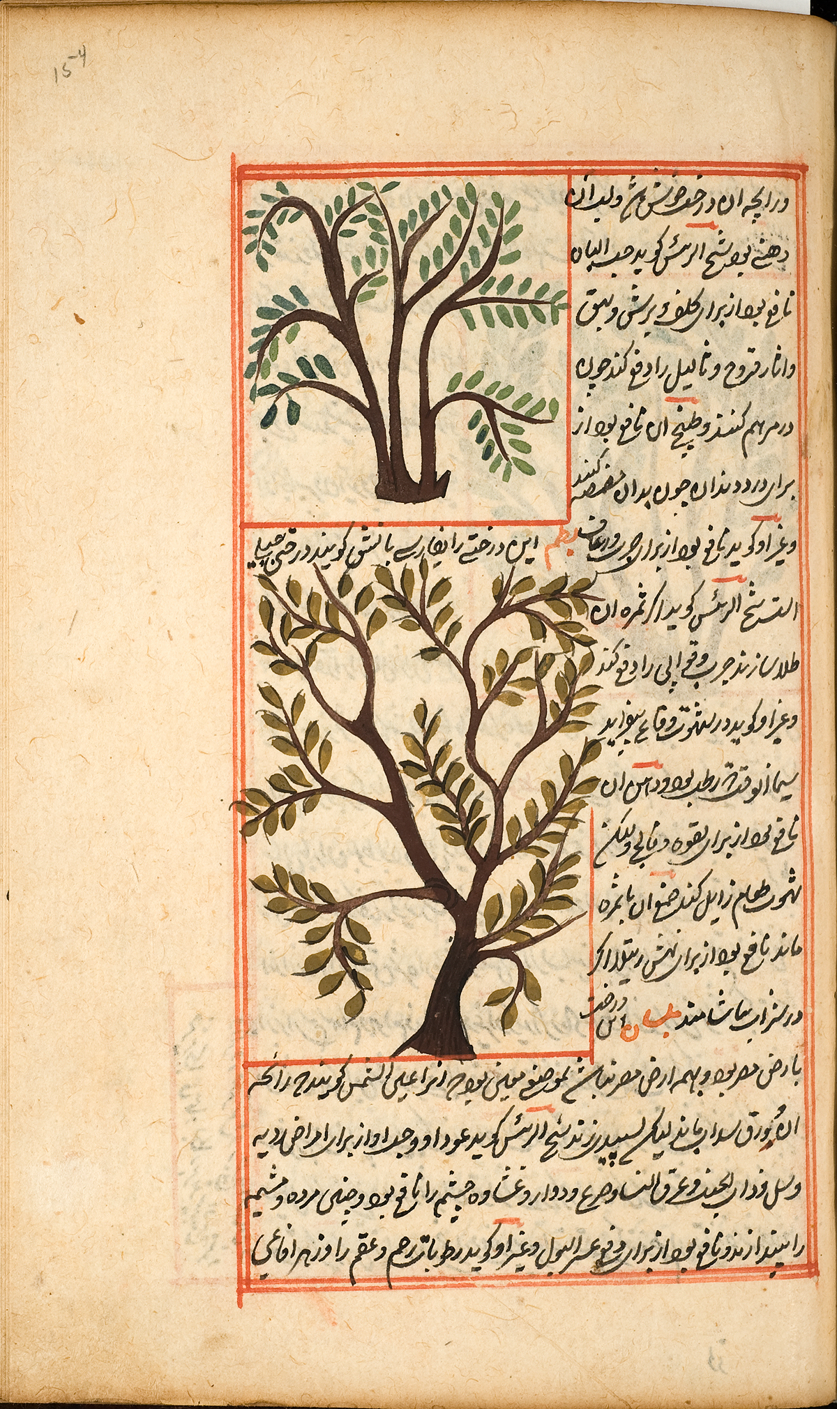 Two trees, the Ban tree and the Bathm tree, the former with green leaves, the latter with brown leaves, surrounded by Persian text and a red double ruled border.