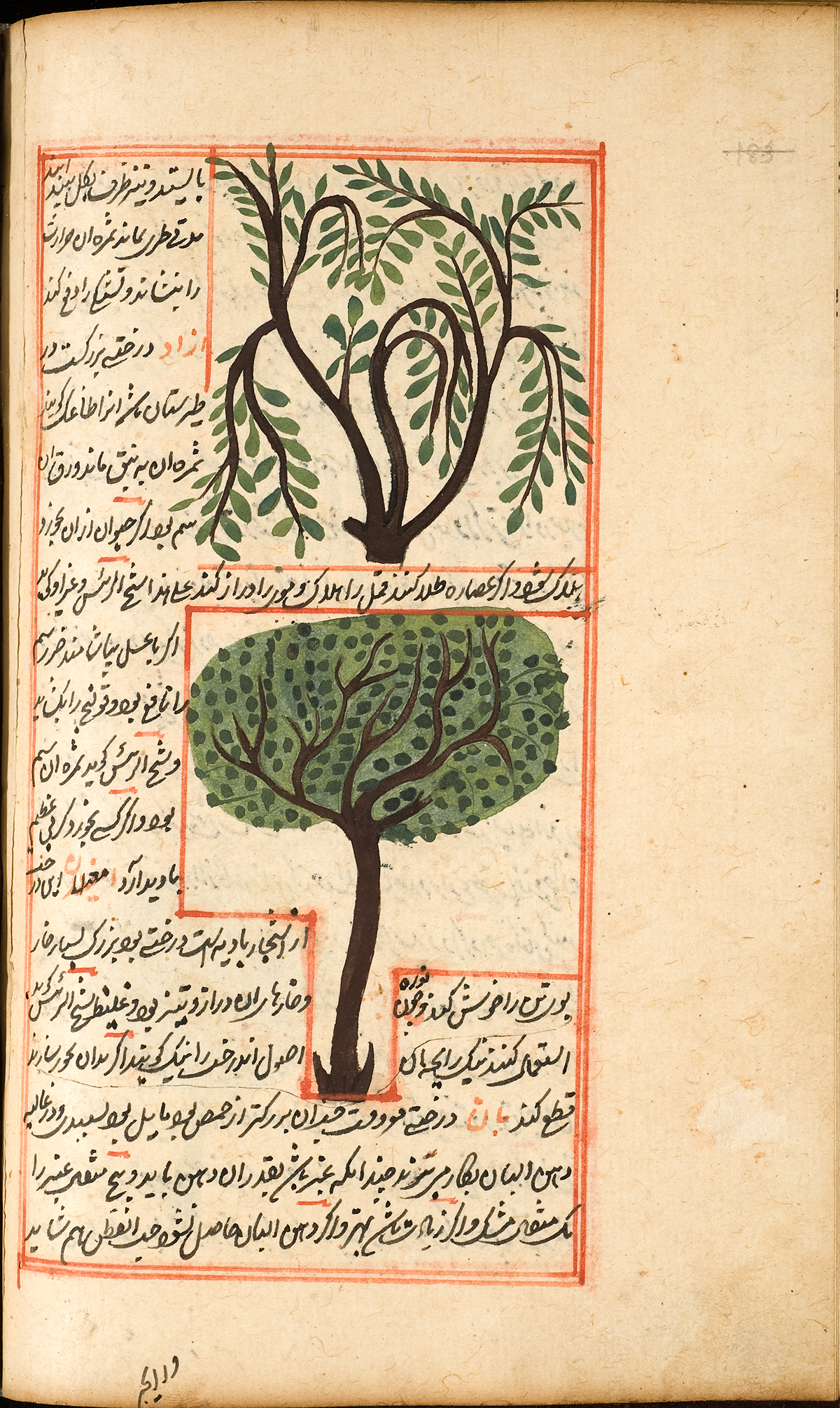 Two trees, the Azah tree and the Amghilan tree, both with green leaves, surrounded by Persian text and a red double ruled border.