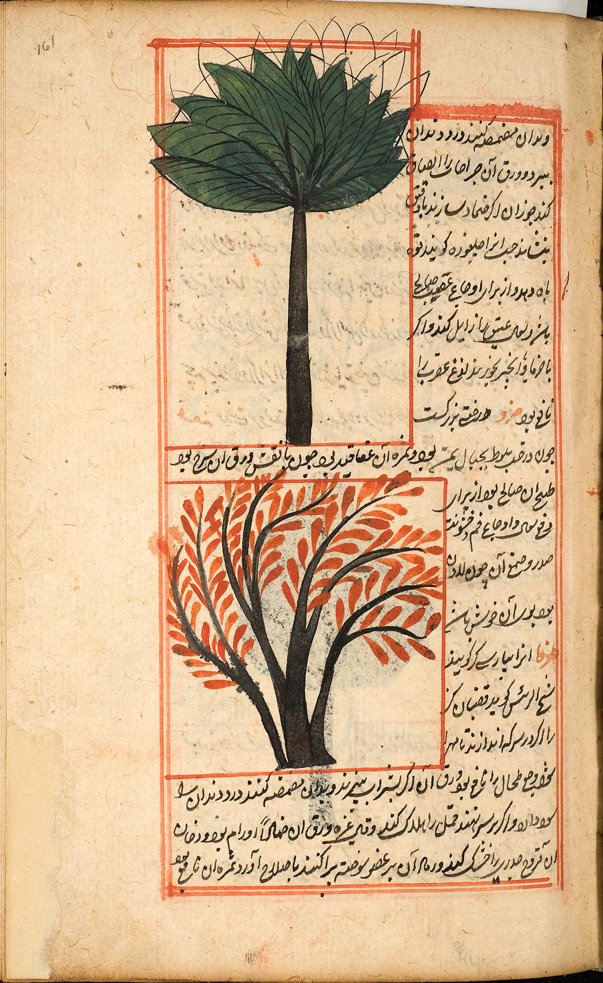 Two trees native to the Middle East, the top one with large green leaves pointed upwards resembling a banana plant, the bottom one is shorter like a bush with red leaves, surrounded by Persian text and a red double ruled border.