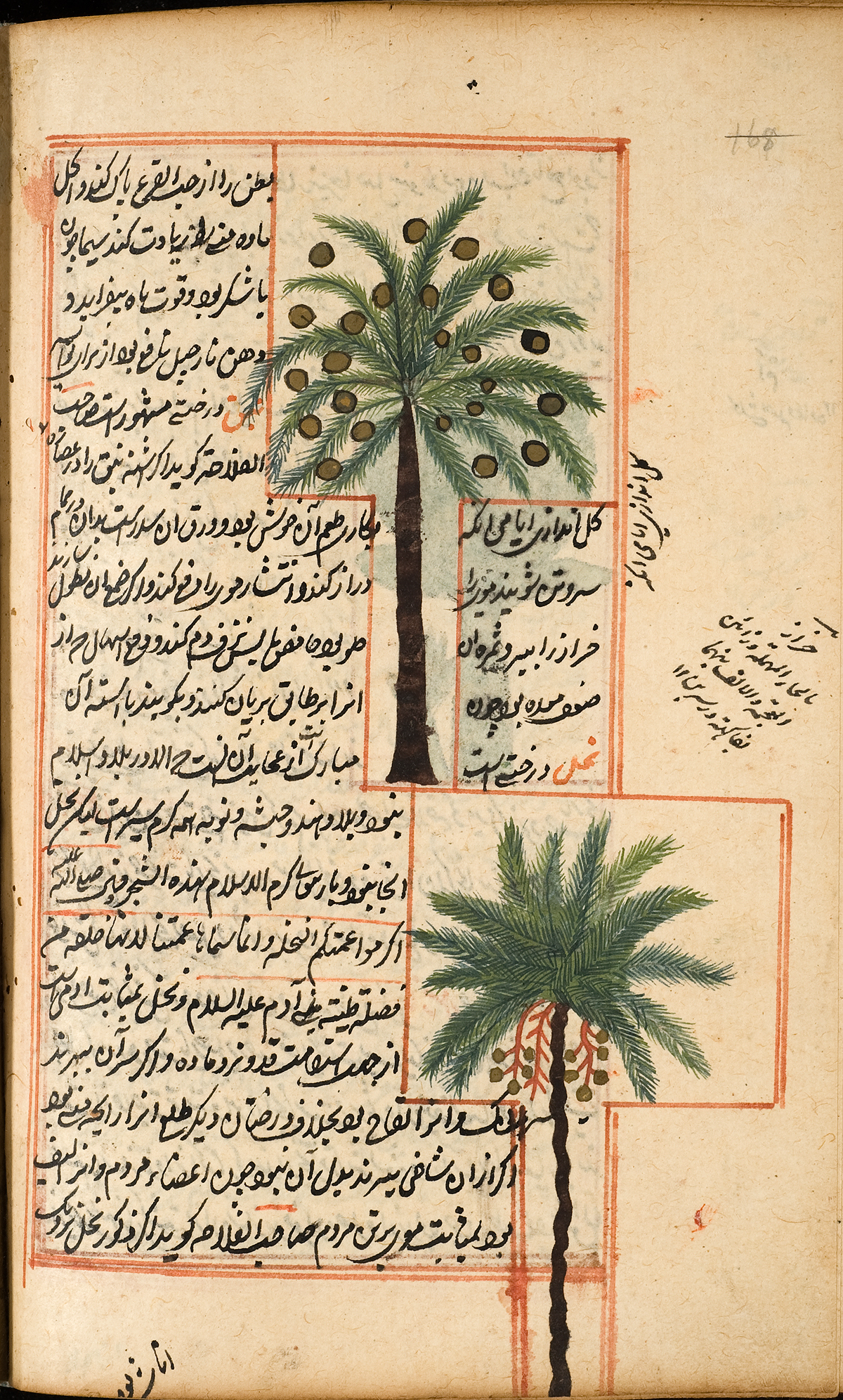 A coconut tree, tall with pinnate green leaves and coconuts, and a palm tree, tall with pinnate green leaves and dates streaming down like vines, surrounded by Persian text and a red double ruled border.