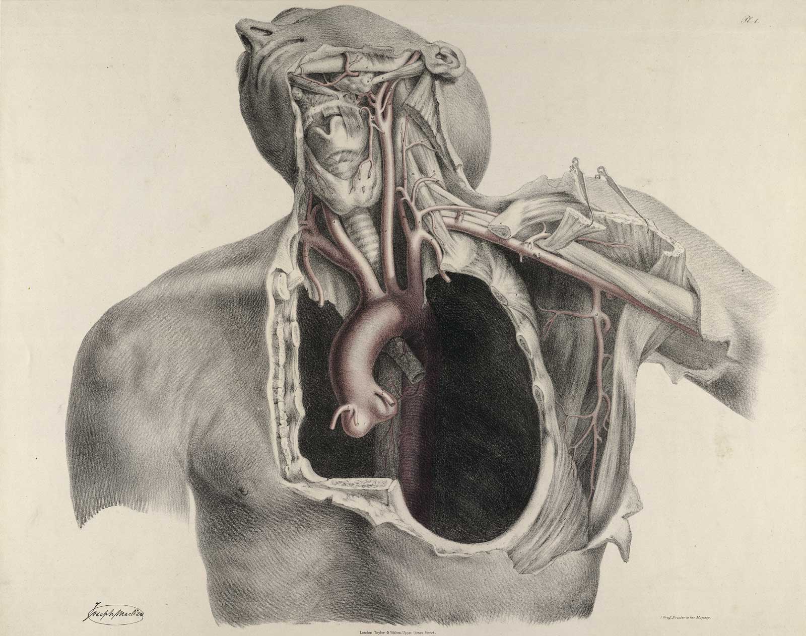 Anatomie humaine — Wikipédia