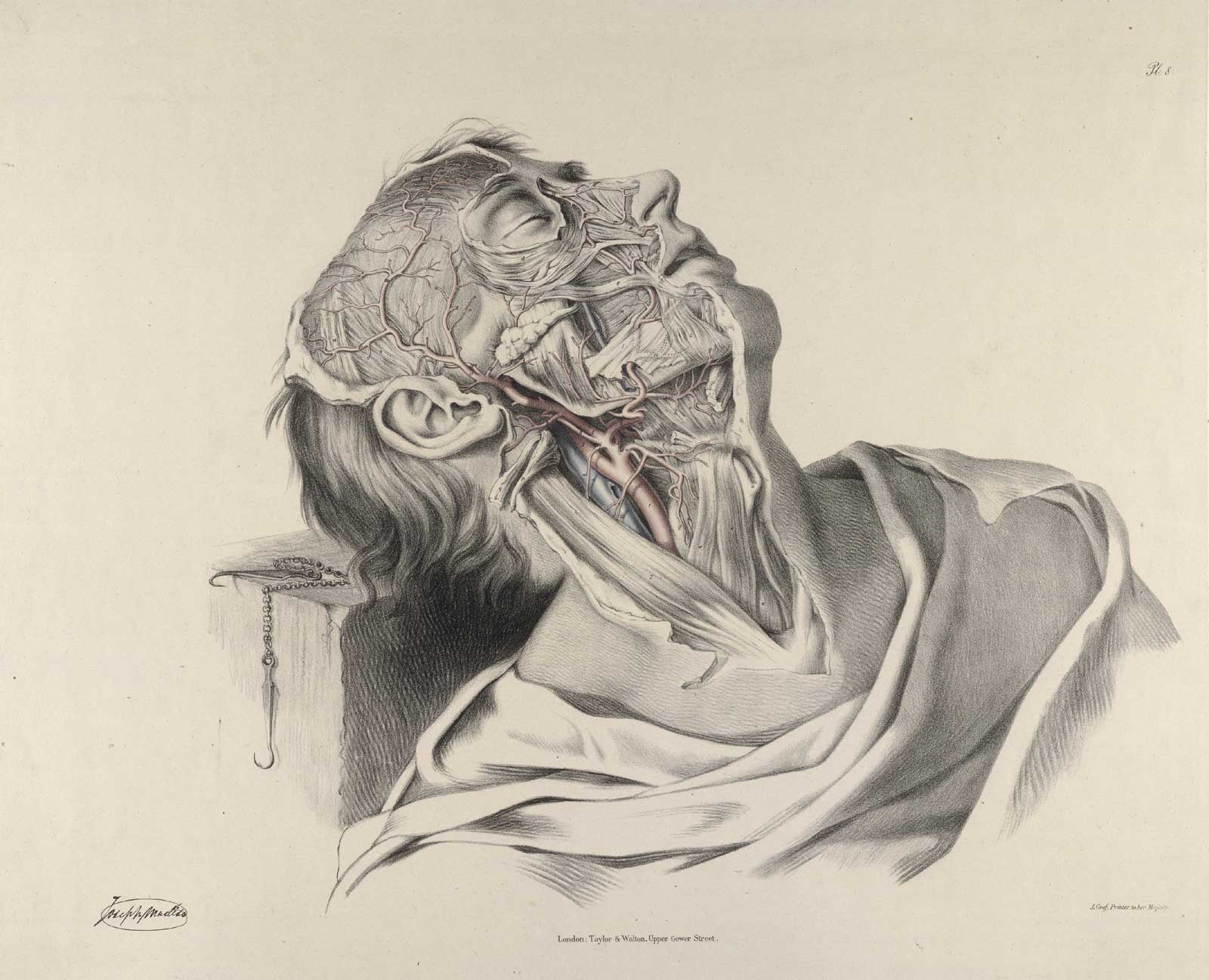 Plate 8 of Quain's The anatomy of the arteries of the human body, with its applications to pathology and operative surgery, featuring the right side view of the flayed body of a male corpse from the neck to the top of his head displaying the muscles, nerves and arteries of the neck.