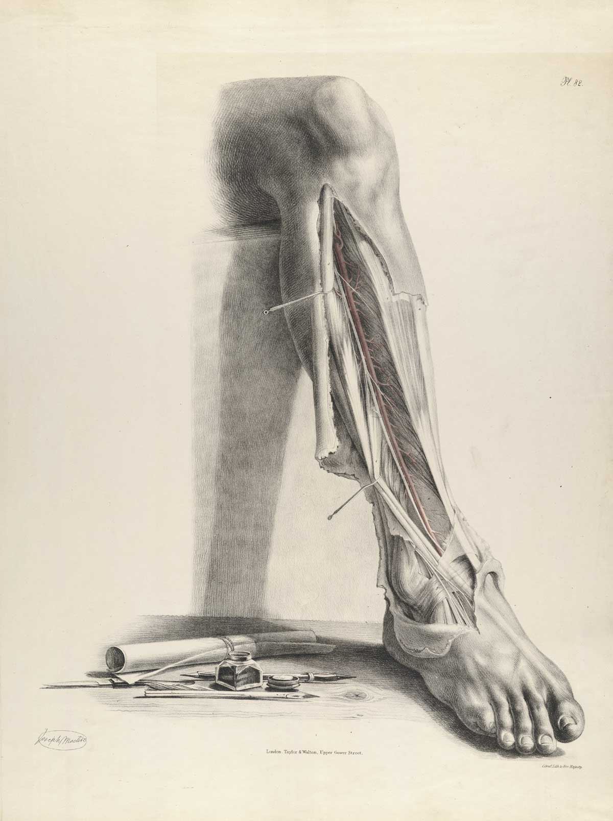 Plate 82 of Quain's The anatomy of the arteries of the human body, with its applications to pathology and operative surgery, featuring the front view of the arteries that run from the knee to the top of the foot of the right leg. Beside the foot is a scroll with a pen and an inkwell.