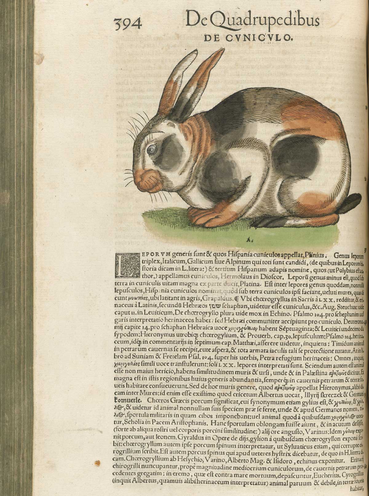 Page 394 from volume 1 of Conrad Gessner's Conradi Gesneri medici Tigurini Historiae animalium, featuring the colored woodcut of de cuniculo or black, brown and white spotted rabbit.