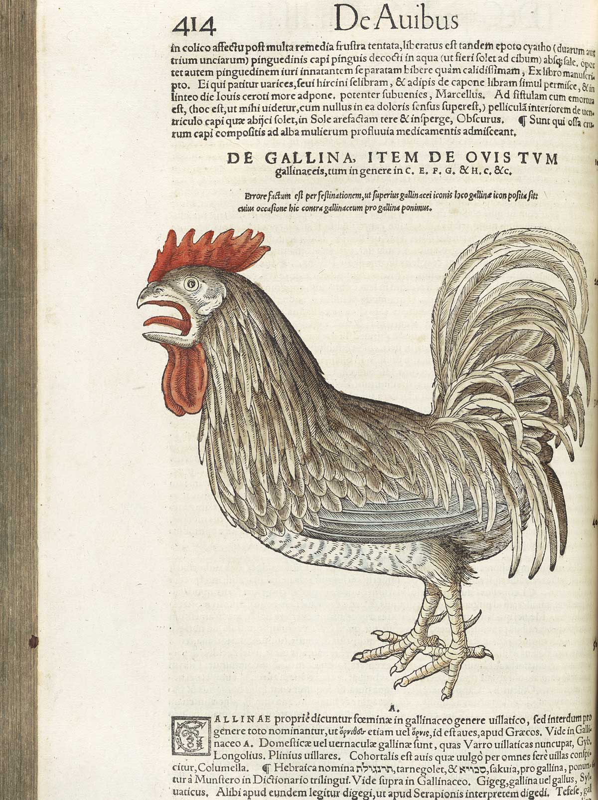 Page 414 from volume 3 of Conrad Gessner's Conradi Gesneri medici Tigurini Historiae animalium, featuring the colored woodcut of a crowing rooster.