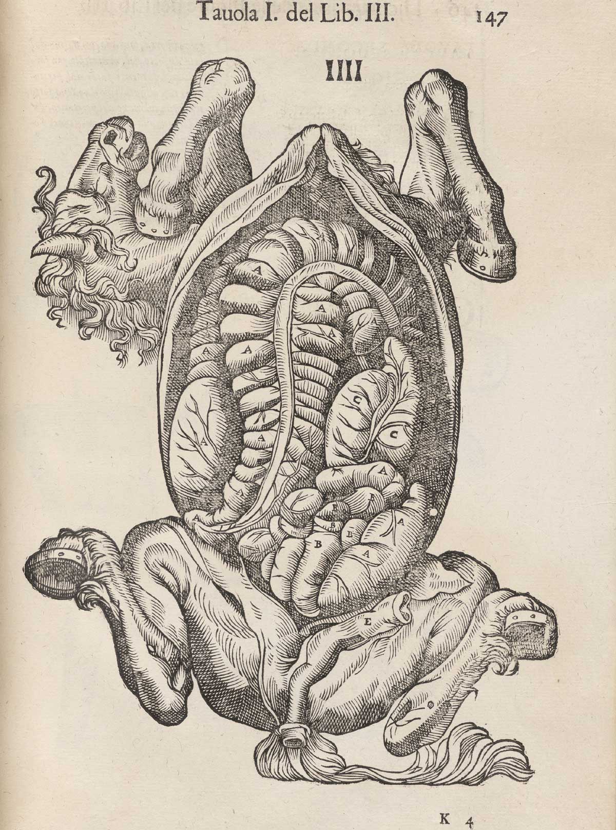 Page 147 of Ruini's Anatomia del cavallo, infermità, et suoi rimedii, featuring the underneath of a horse with the abdominal cavity exposed.