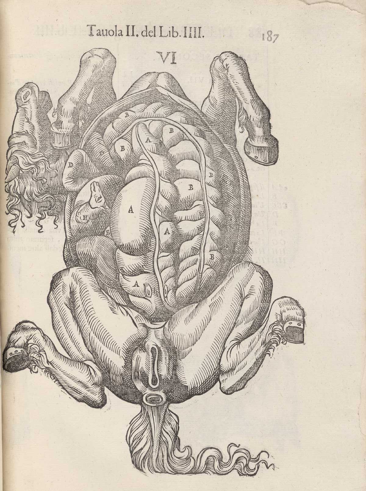 Page 187 of Ruini's Anatomia del cavallo, infermità, et suoi rimedii, featuring the underneath of a horse with the abdominal cavity exposed.
