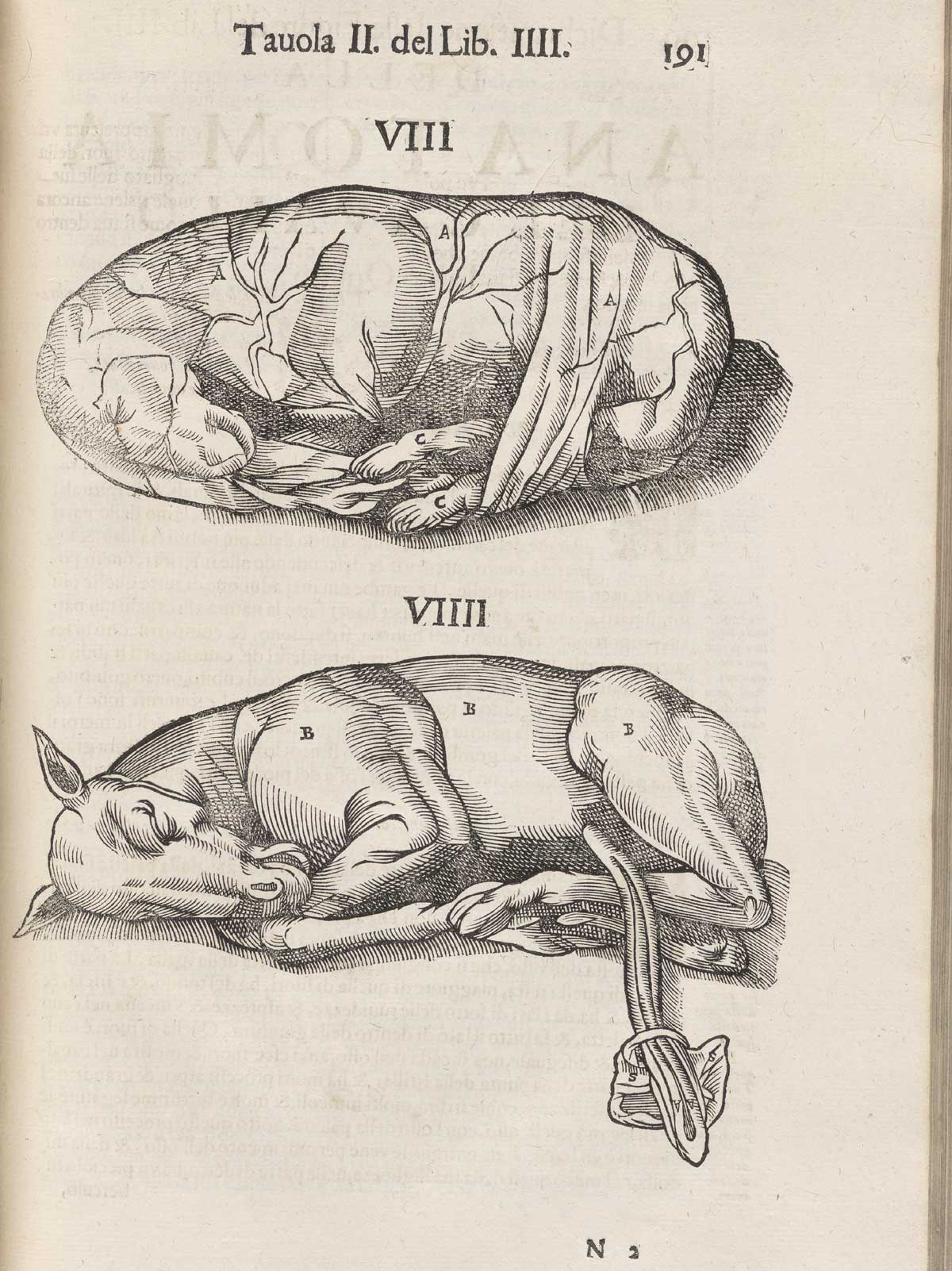 Page 191 of Ruini's Anatomia del cavallo, infermità, et suoi rimedii, featuring two horse fetus. The top fetus is enclosed in the placenta while the bottom fetus shows the umbilical cord extending from its body.