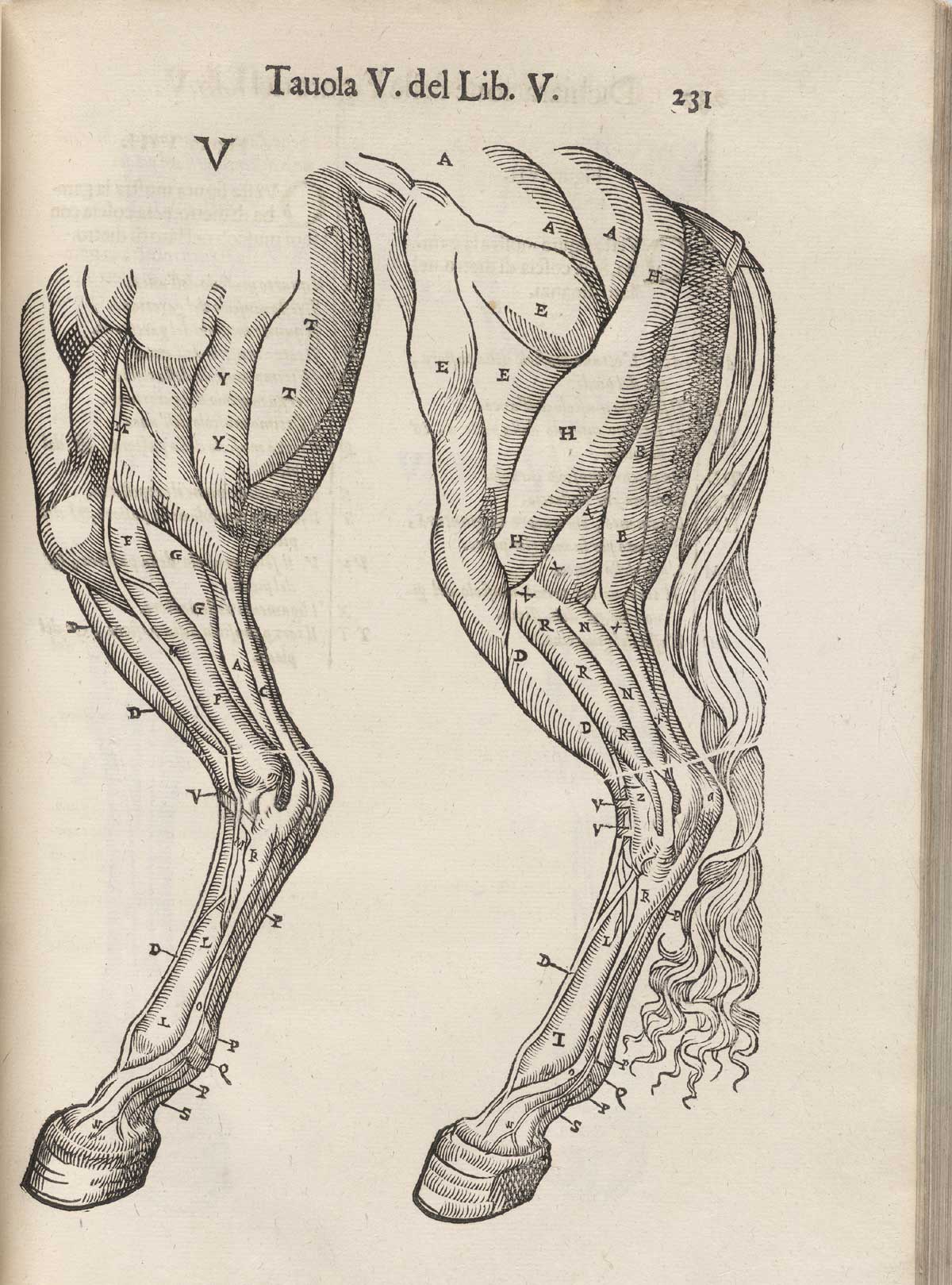 Page 231 of Ruini's Anatomia del cavallo, infermità, et suoi rimedii, featuring left side views of the muscles in the front and hind legs of a horse.