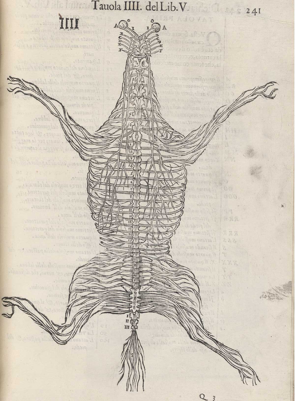 Page 241 of Ruini's Anatomia del cavallo, infermità, et suoi rimedii, featuring the full-length view of a horse's vascular system.