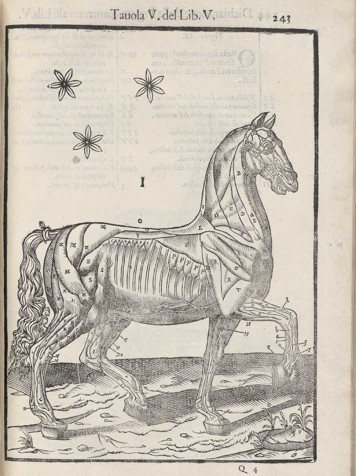 Page 243 of Ruini's Anatomia del cavallo, infermità, et suoi rimedii, featuring the full length right side view of a flayed horse detailing the muscles.