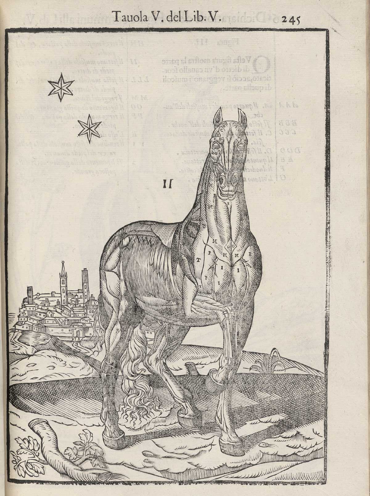 Page 245 of Ruini's Anatomia del cavallo, infermità, et suoi rimedii, featuring the full length frontal view of a flayed horse detailing the muscles.