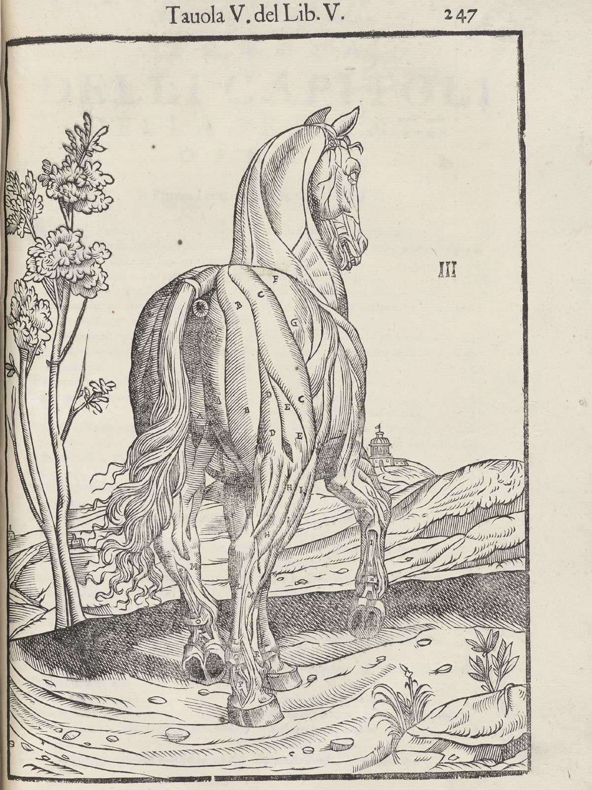 Page 247 of Ruini's Anatomia del cavallo, infermità, et suoi rimedii, featuring the full length rear view of a flayed horse detailing the muscles.