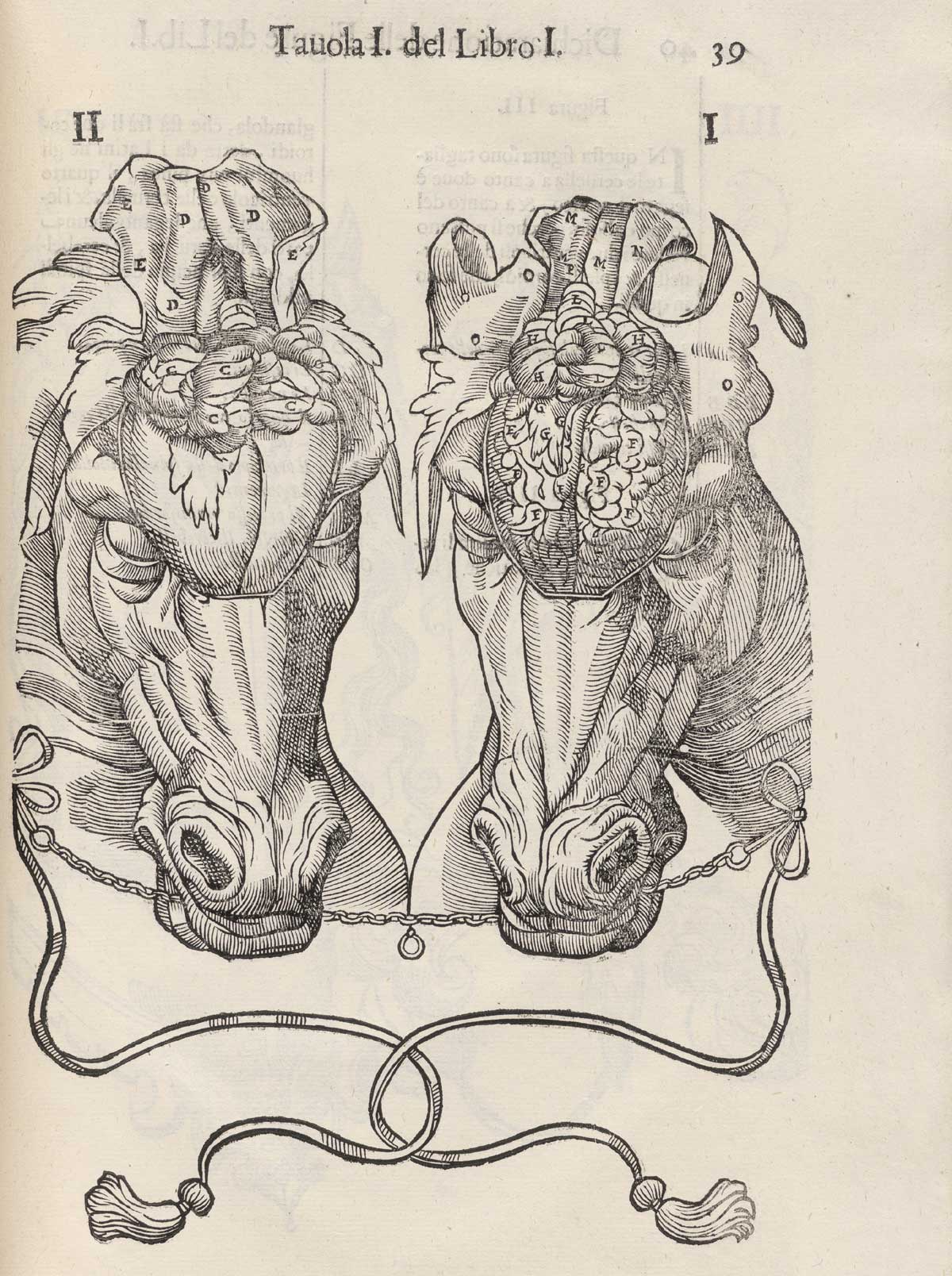 Page 39 of Ruini's Anatomia del cavallo, infermità, et suoi rimedii, featuring the front view of the heads of two horses flayed to expose the brain and duramatter.
