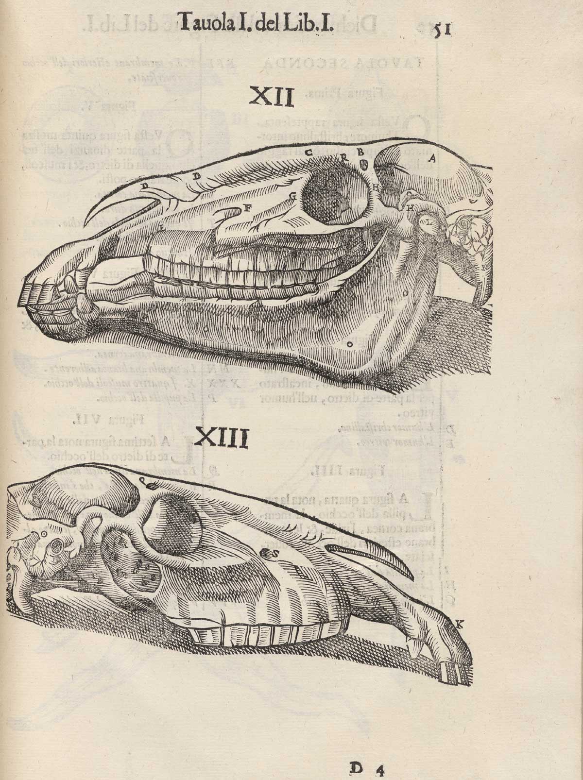 Page 51 of Ruini's Anatomia del cavallo, infermità, et suoi rimedii, featuring the side view of two horse skulls. The top skull faces to the left while the bottom skull faces right, but does not have the lower jaw.