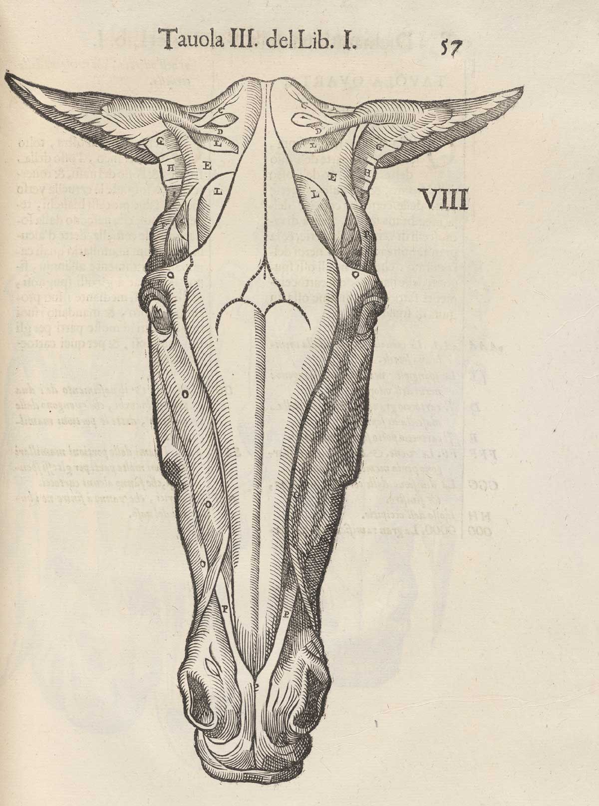Page 57 of Ruini's Anatomia del cavallo, infermità, et suoi rimedii, featuring the front view of the flayed head of a horse displaying the muscles of the head.