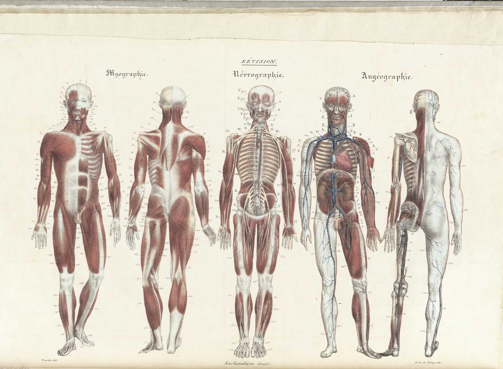Front and back views of myopgrahie, neurographie and angeographie or the muscles, nerves and blood vessels of the body.
