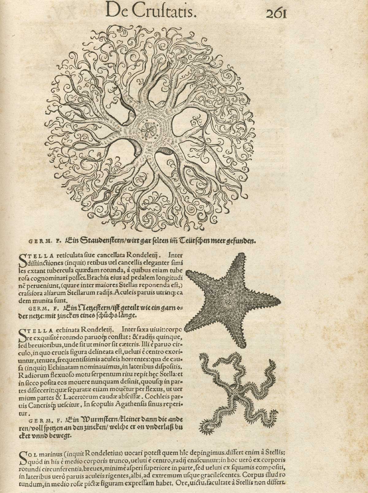 Page 261 from volume 4 of Conrad Gessner's Conradi Gesneri medici Tigurini Historiae animalium, featuring illustrations of three different starfish.