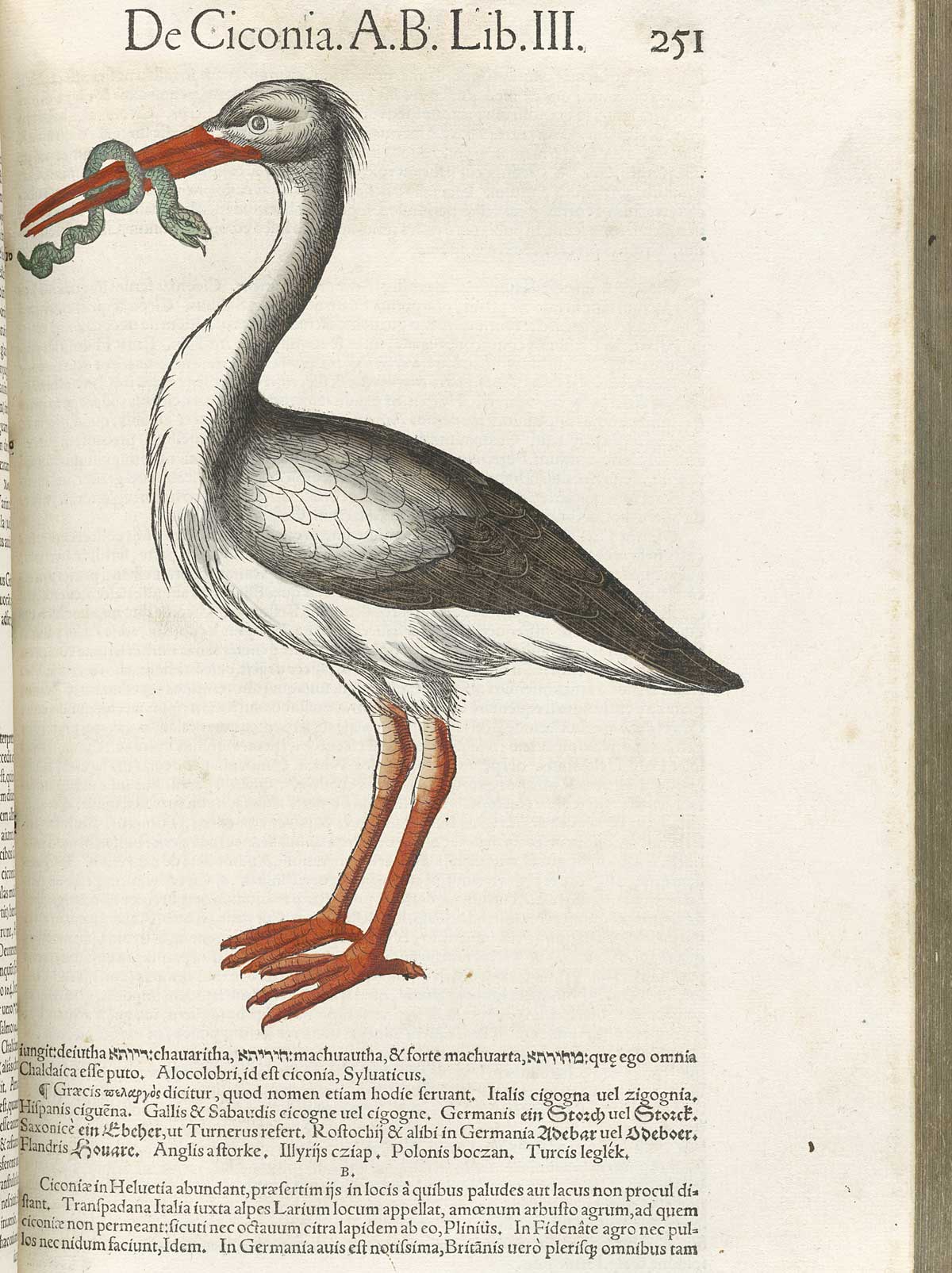 Page 251 from volume 3 of Conrad Gessner's Conradi Gesneri medici Tigurini Historiae animalium, featuring the colored woodcut of de ciconia or a stork.