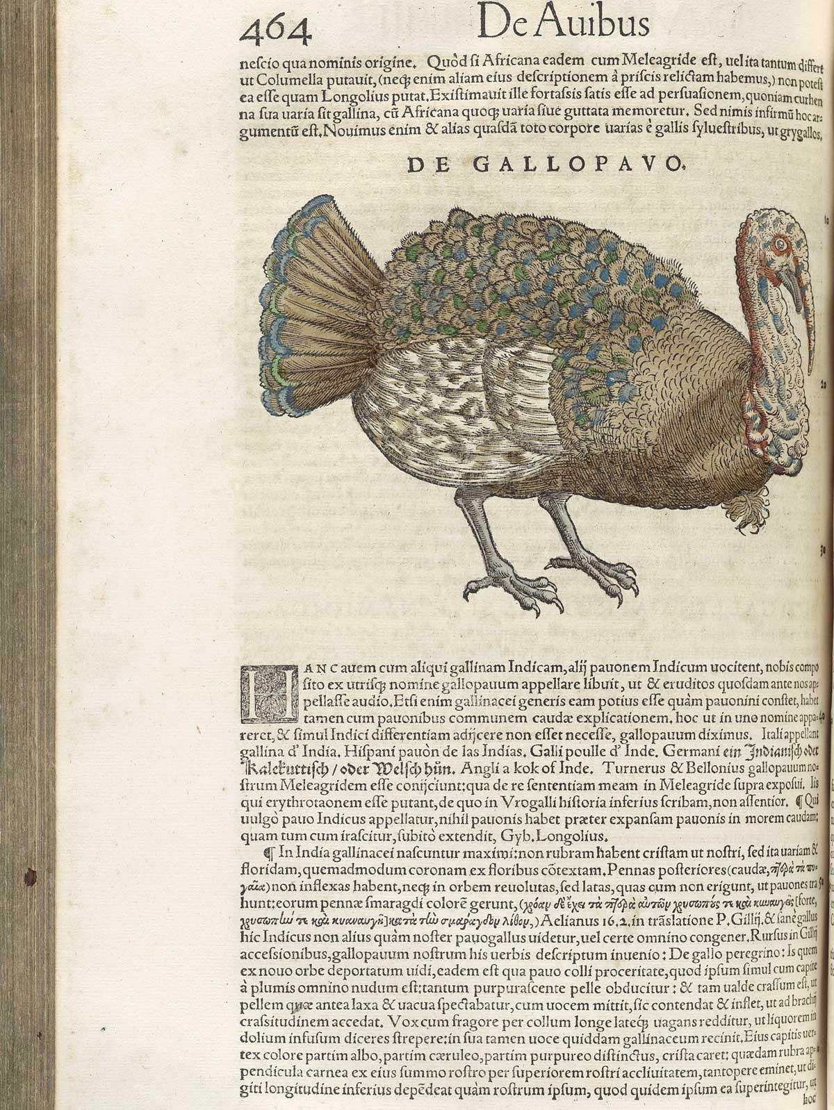 Page 464 from volume 3 of Conrad Gessner's Conradi Gesneri medici Tigurini Historiae animalium, featuring the colored woodcut of de gallopavo or a turkey.