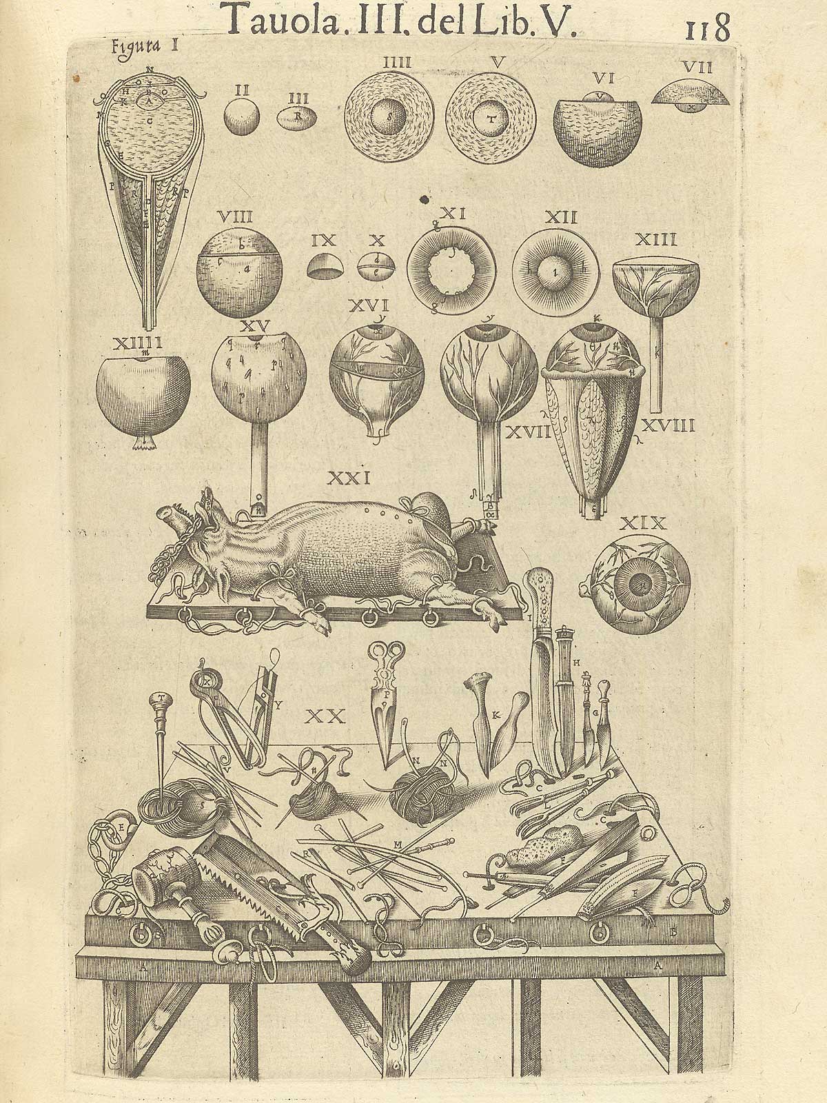 Page 118 of Juan Valverde de Amusco's Anatomia del corpo humano, featuring various images of the eye, a swine that is ready to be dissected and the various instruments that would be used to do the dissection.