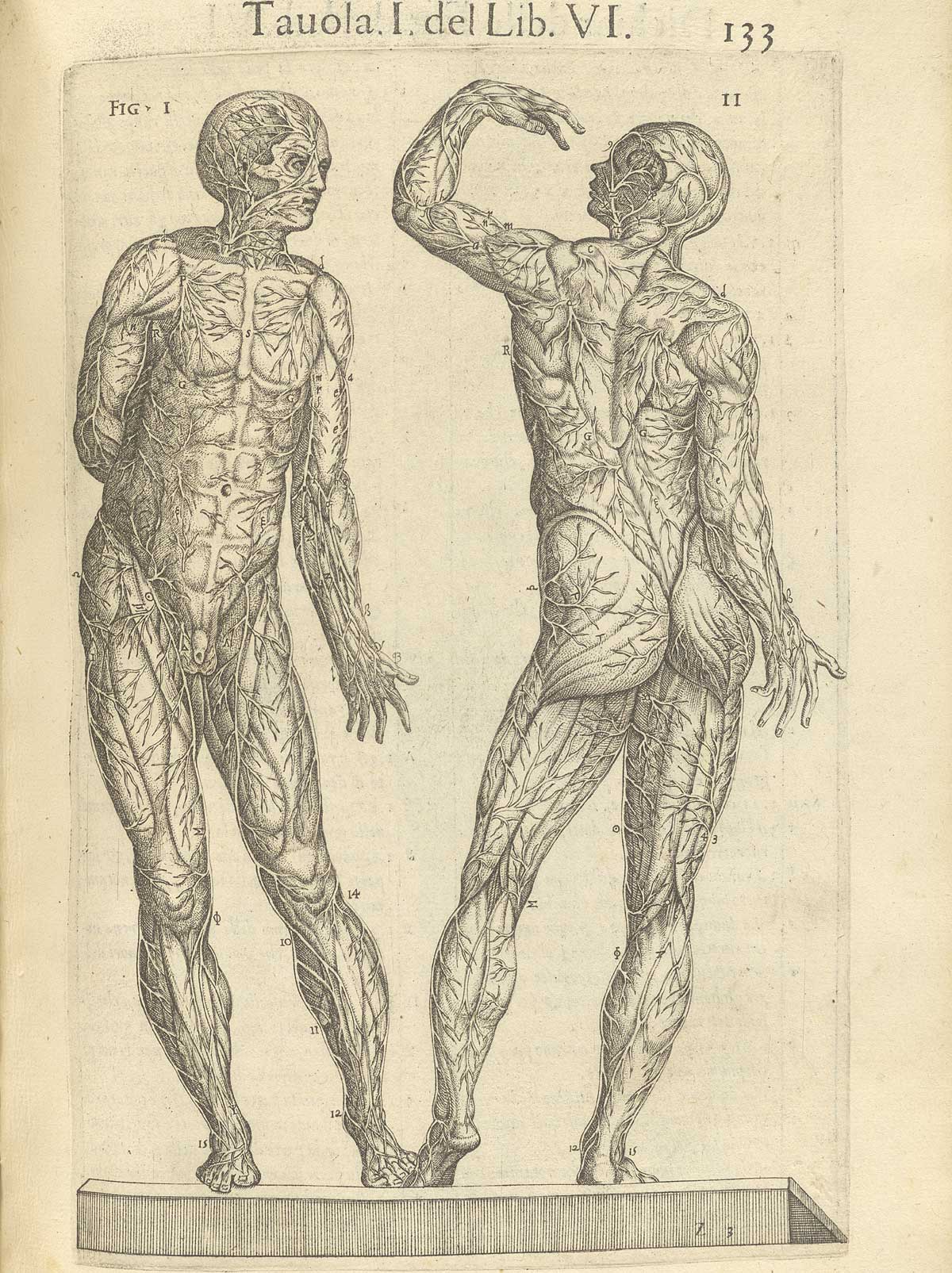 Page 133 of Juan Valverde de Amusco's Anatomia del corpo humano, featuring the front and back sides of a cadaver displaying the circulatory system.