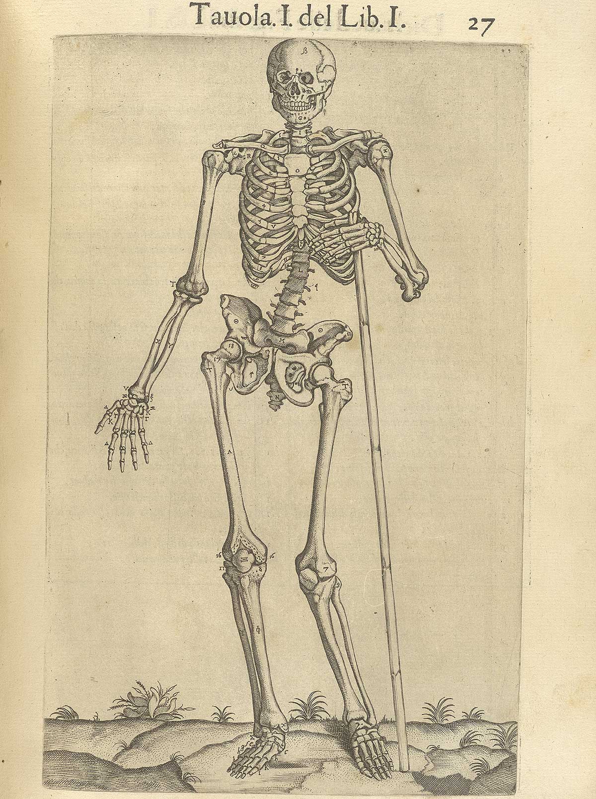 Page 27 of Juan Valverde de Amusco's Anatomia del corpo humano, featuring a skeleton is standing while holding a stick in its left hand.