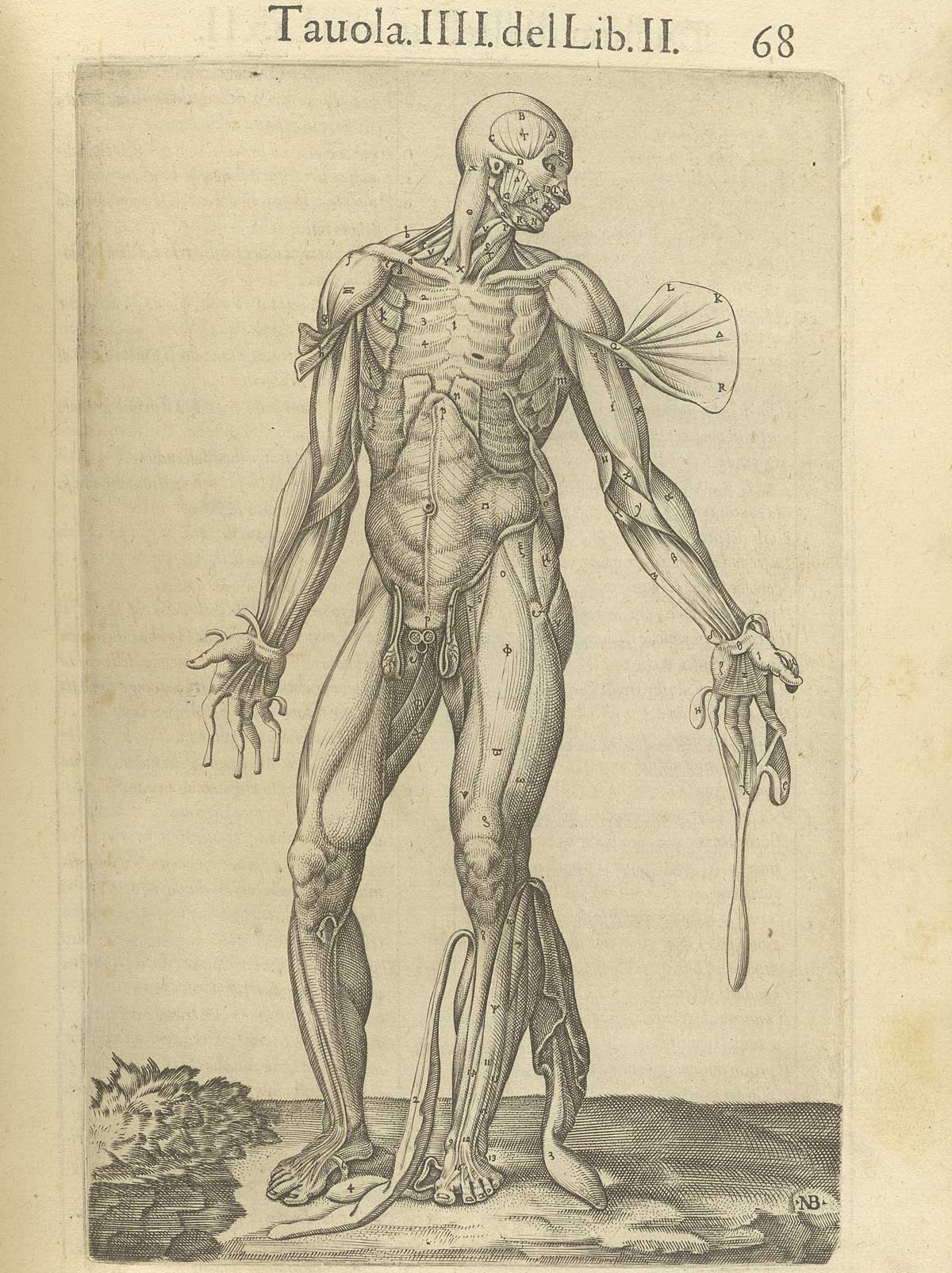 Page 68 of Juan Valverde de Amusco's Anatomia del corpo humano, featuring a flayed cadaver with flaps of muscle in the arms, hands and legs fanned away to reveal muscles underneath them.