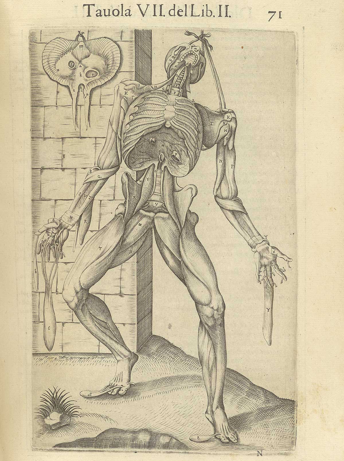 Page 71 of Juan Valverde de Amusco's Anatomia del corpo humano, featuring a flayed cadaver hanging by a rope tied around its head and left shoulder with the rib cage exposed.