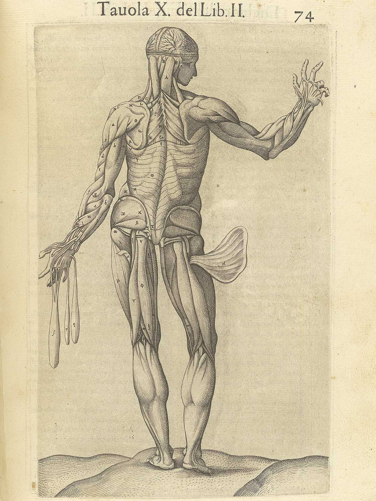 Page 74 of Juan Valverde de Amusco's Anatomia del corpo humano, featuring the backside of a flayed cadaver showing its muscles.