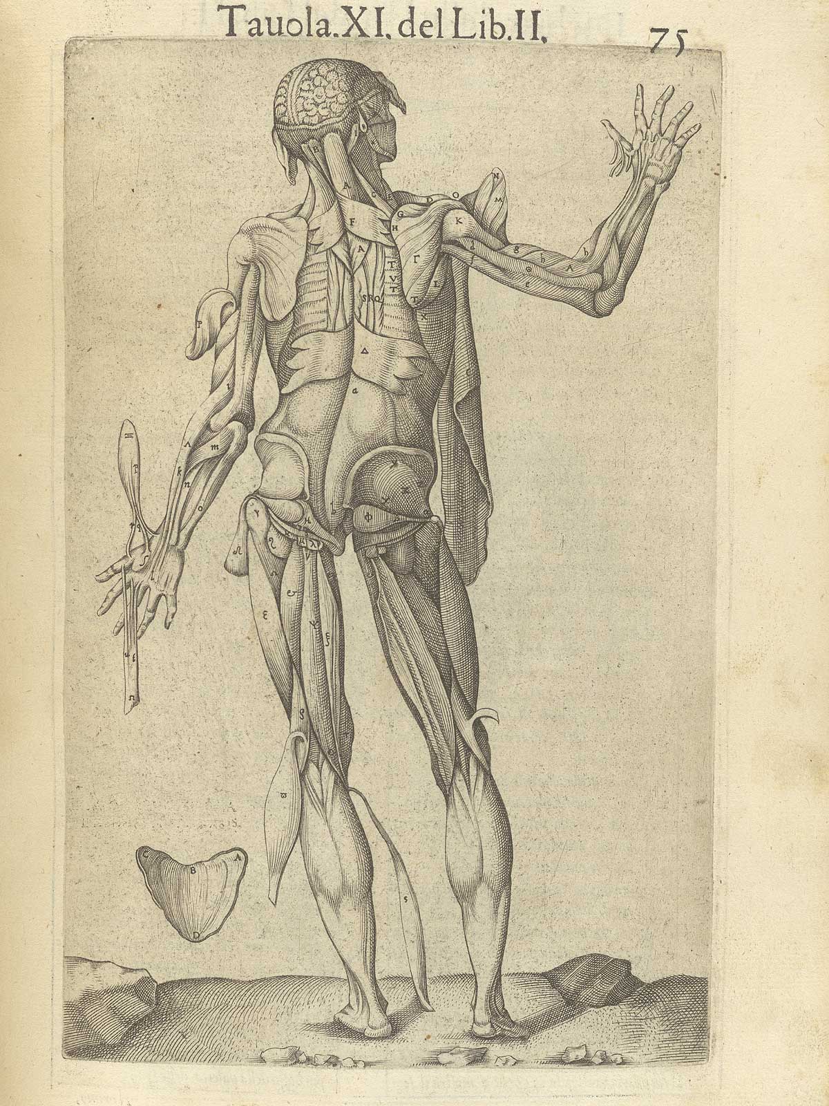 Page 75 of Juan Valverde de Amusco's Anatomia del corpo humano, featuring the backside of a flayed cadaver with flaps of muscle in the arms, hands and legs fanned away to reveal muscles underneath them.