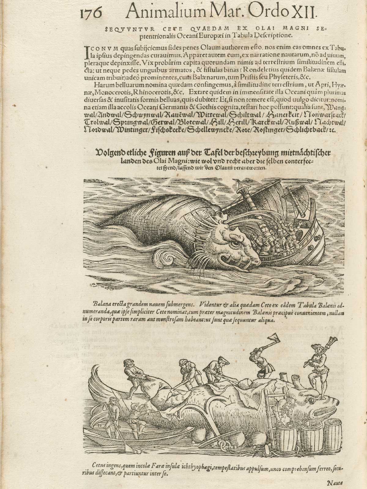 Page 176 from volume 4 of Conrad Gessner's Conradi Gesneri medici Tigurini Historiae animalium, featuring two images of whales. The top image is the whale attacking a ship full of men and the bottom image is the image of men chopping up a whale with axes and knives.