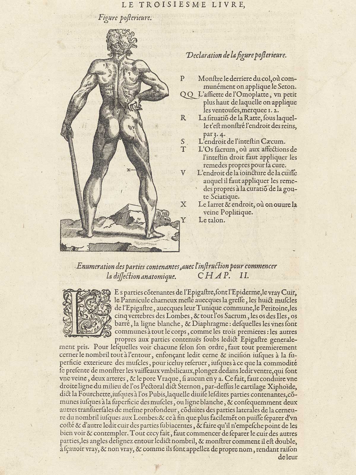 Typeset page of text in French with a large woodcut in the top half of the page showing a nude male figure standing with back to the viewer, holding a stick in his left hand, from Ambroise Paré’s Oeuvres, NLM Call no.: WZ 240 P227 1585.