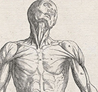 Frontal view of a flayed corpse with its head tilted back to the left displaying the muscles of the front of the body.