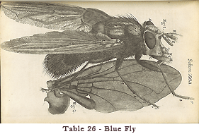 Etching of a blue fly standing on a leaf, shown from the side