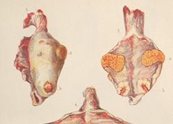 A color illustration of animal reproductive organs