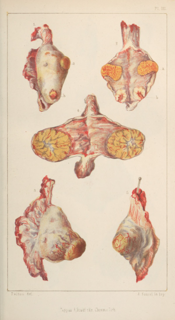 A color illustration of animal reproductive organs