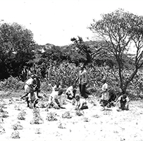 African people working in a farm.