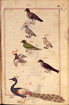 F. 185 verso, colored drawings of 7 different birds from Manuscript P 2, Marvels of things created and miraculous aspects of things existing by Al-Qazwini.