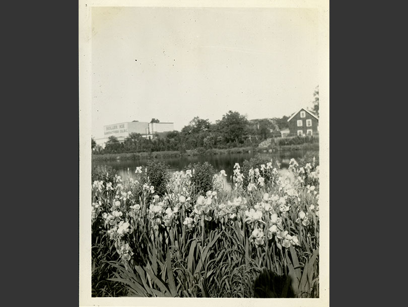 Irises in blooming in front of a pond, warehouse and home across the pond in the background.
