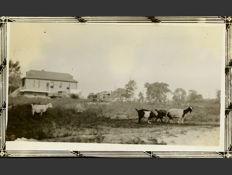 Four goats stand in a field, with a building, fencing, and trees in background.