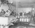 John Earnshaw, an inspector with the Bureau of Chemistry, inspecting a creamery in the Baltimore-Washington area.