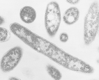 Microscopic illustration of the disease-causing bacterium, Legionella pneumophilis.