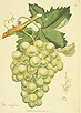 Scientific drawing of the plant Vitis Vinifera (grape vine)