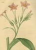 Scientific drawing of the plant Nicotiana Tabacum (tobacco)