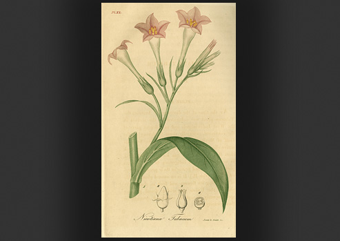 Scientific drawing of the plant Nicotiana Tabacum (tobacco)