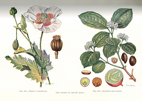 Scientific drawing of the plant Papaver somniferum (opium).